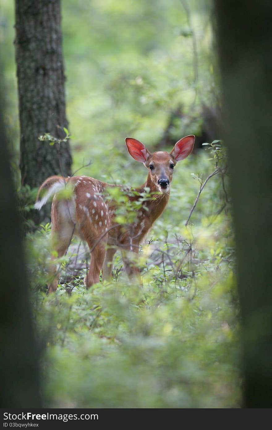 Young whitetail fawn in spring time. Young whitetail fawn in spring time.