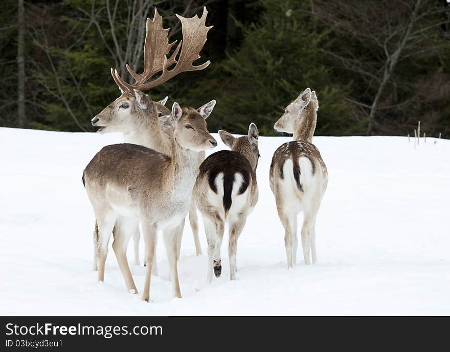 Fallow deer family in the snow, pine trees in the background. Fallow deer family in the snow, pine trees in the background