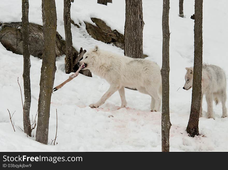 White wolf walking in winter with deer leg in mouth. White wolf walking in winter with deer leg in mouth