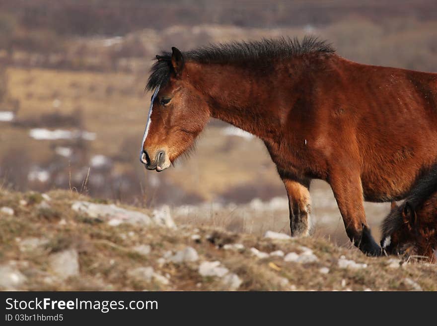 Wild horse in the nature