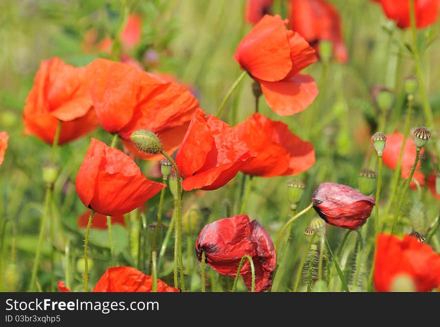 Field of poppies. red flowers