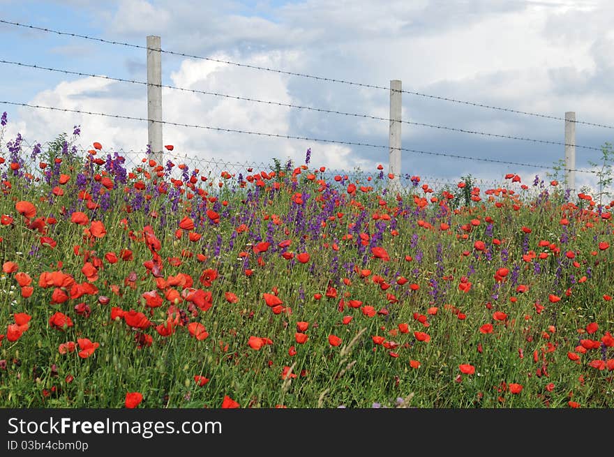 Field of poppies. red flowers