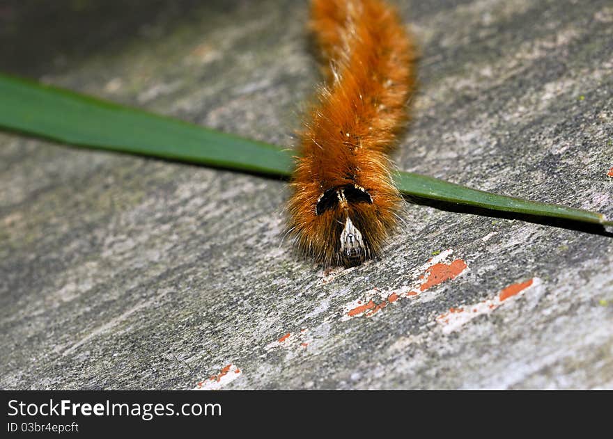 Caterpillar Close up with great details captured