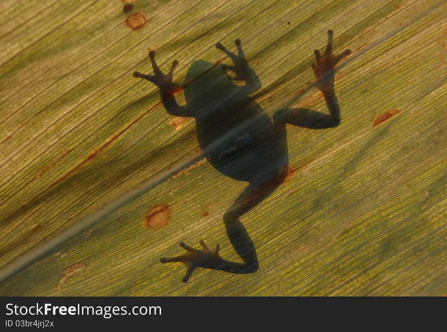 Frog silhouette on a leaf