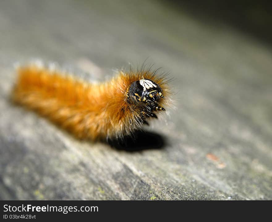 Caterpillar Close up with great details captured