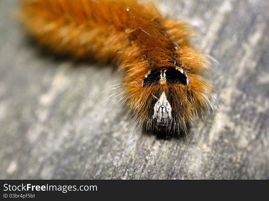 Caterpillar Close up with great details captured