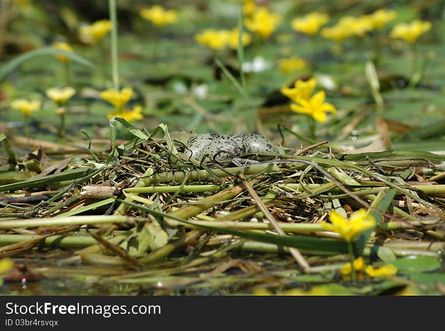 Bird's nest with eggs in water. surrounded by water lilies