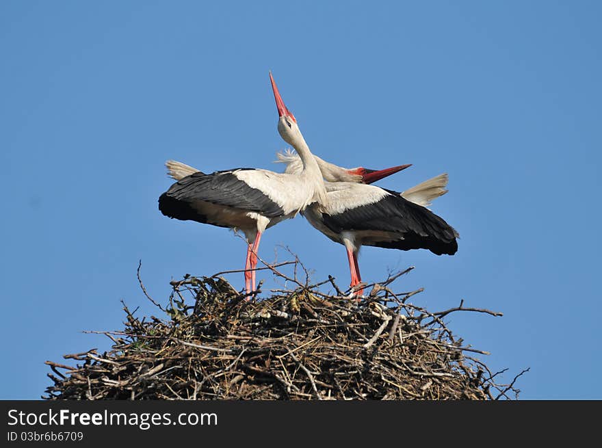 Storks in the nest. love dance