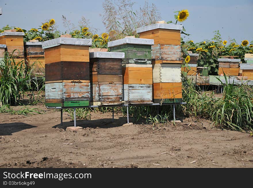 Wooden beehive in sunflowers field