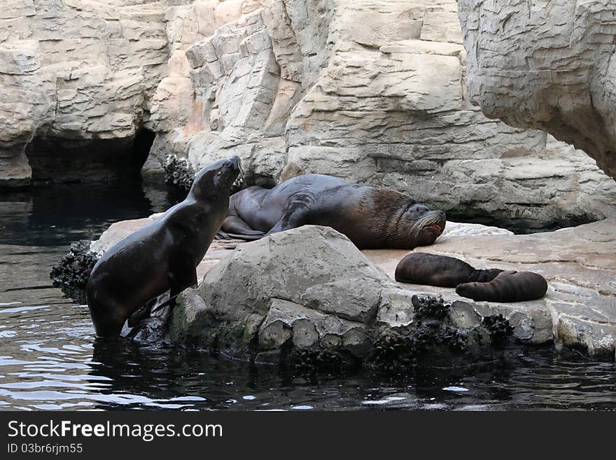 Seal Family