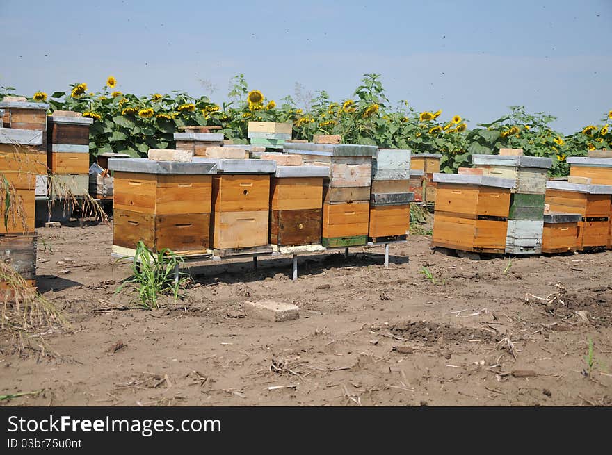 Wooden beehive in sunflowers field