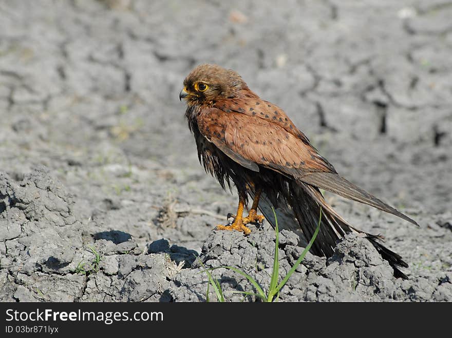 Eagle buzzard. waiting for prey