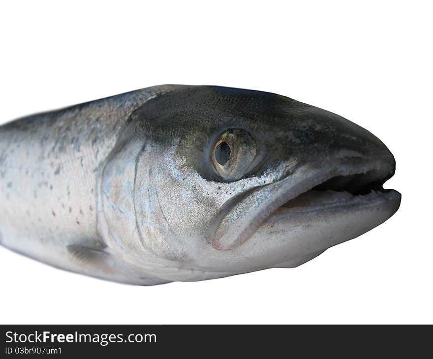 Big salmon on white background