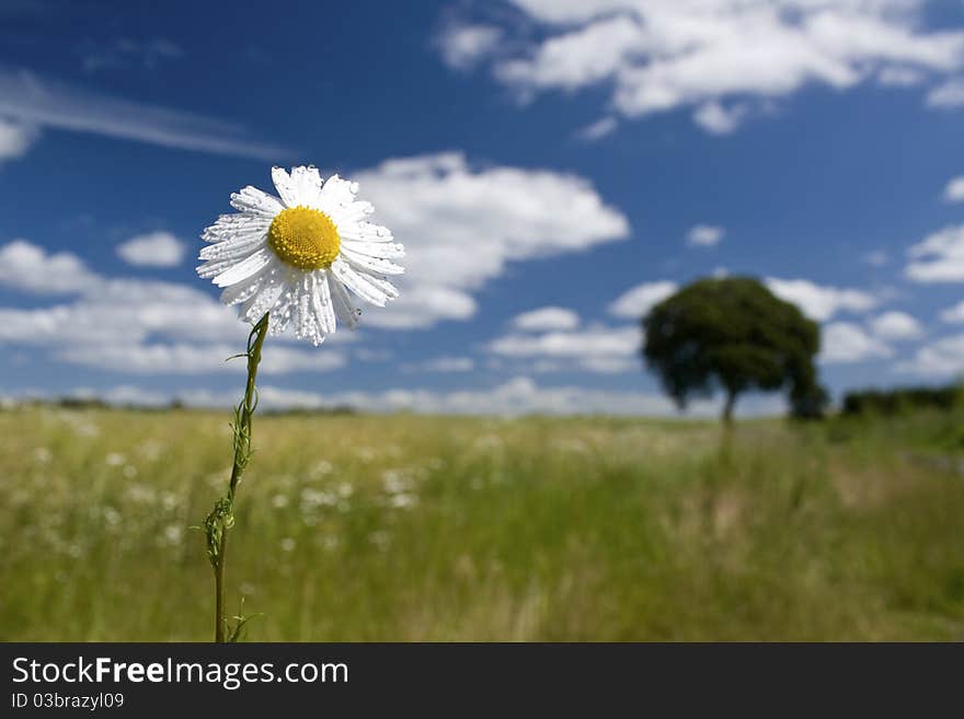 Daisy flower with water drops, countryside. Daisy flower with water drops, countryside