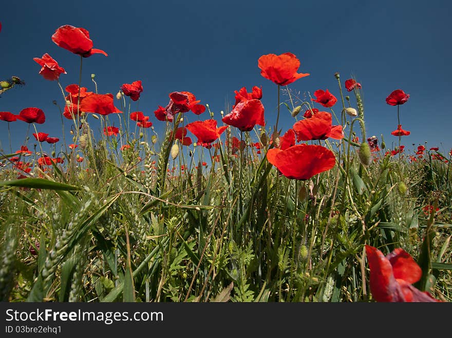 Wheat and Poppies