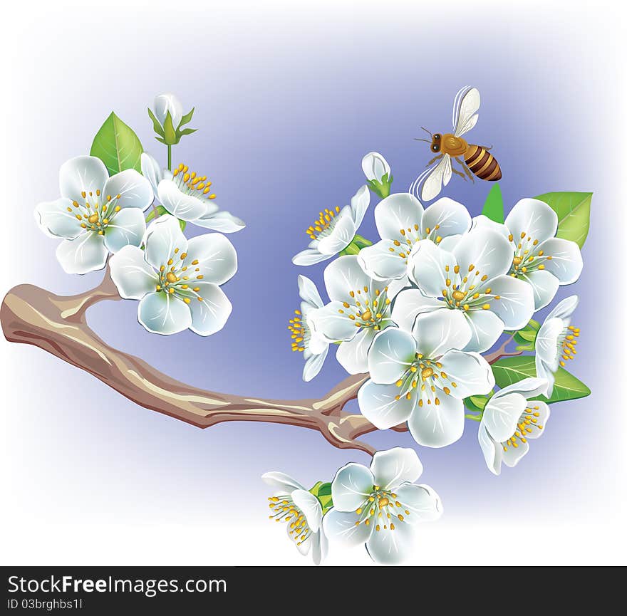 Flowering branch cherries and a Bee