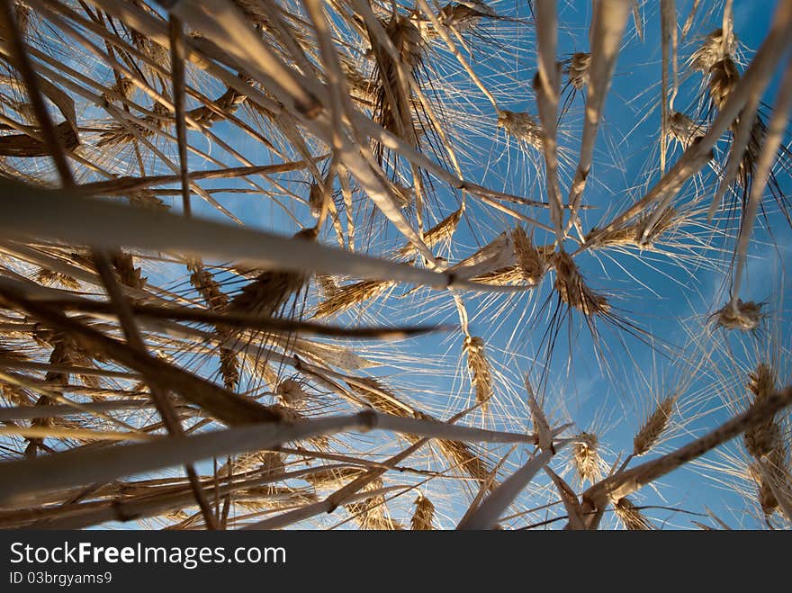 Golden wheat