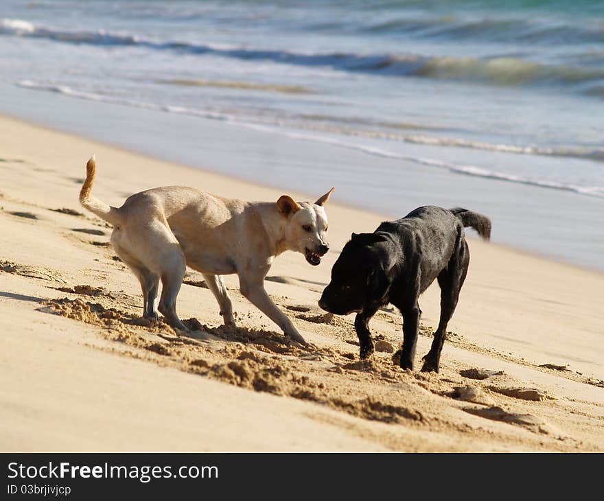 Dogs at sea beach