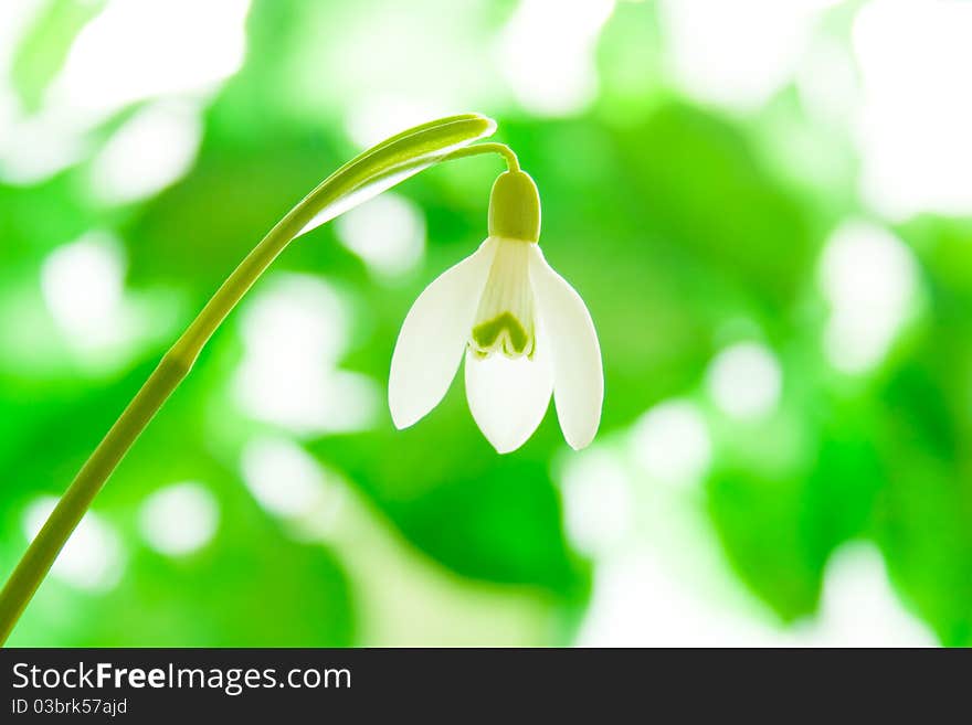 Snowdrop (Galanthus Nivalis) on natural background