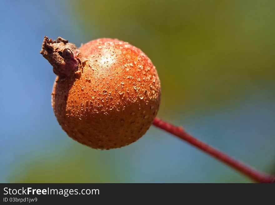 Small dried apple