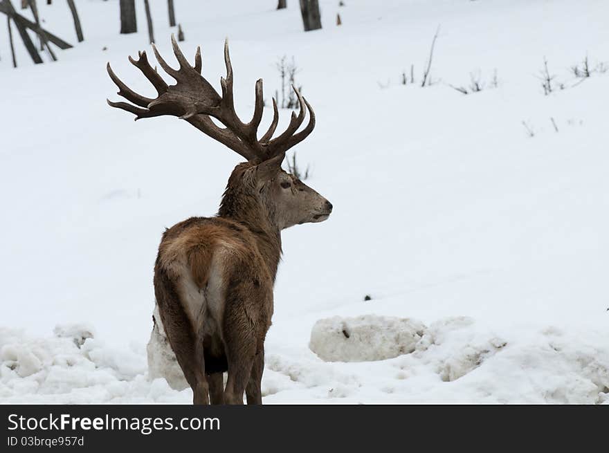 Deer in the snow