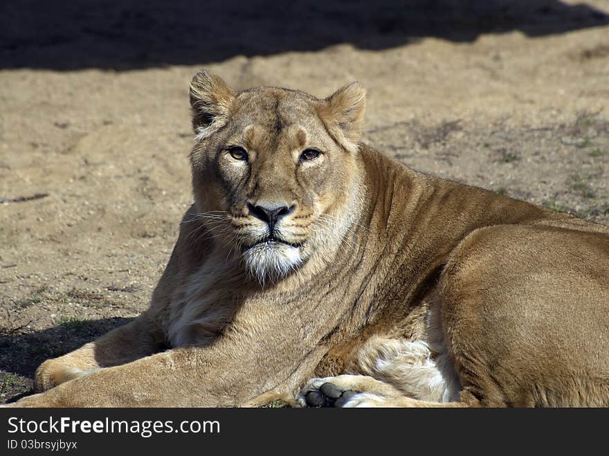 Portrait of a lion in ZOO Prague