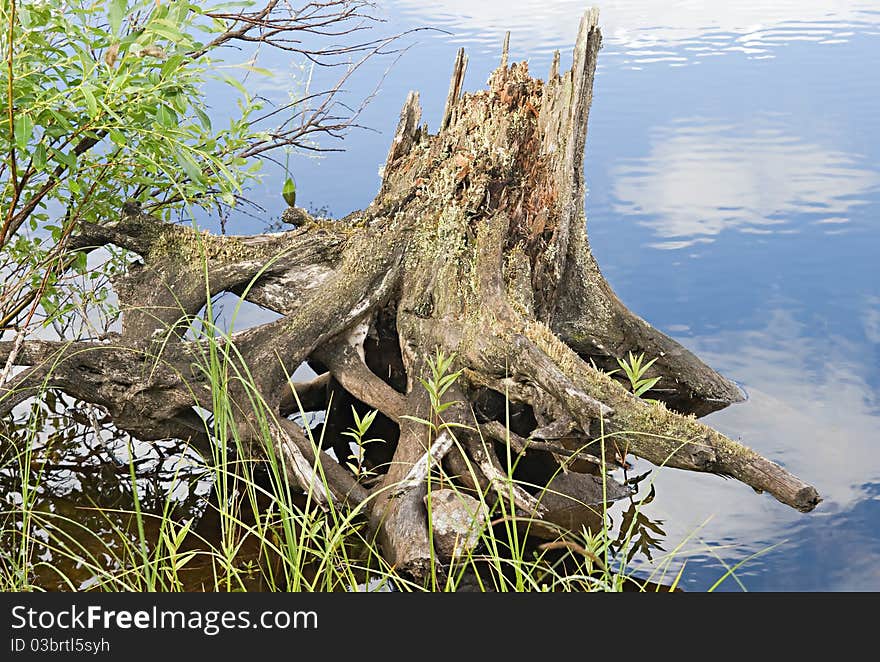 Snag on a river coast, Karelia, Russia