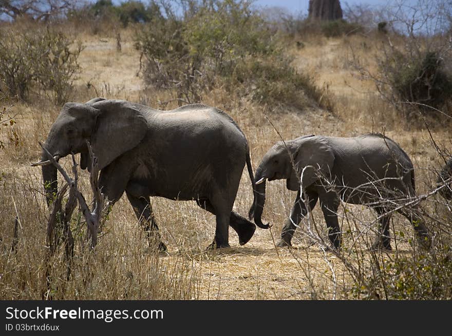 Couple of elephants walking in savana. Couple of elephants walking in savana