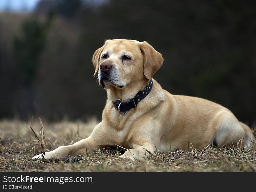 Portrait of gold labrador retriever. Portrait of gold labrador retriever