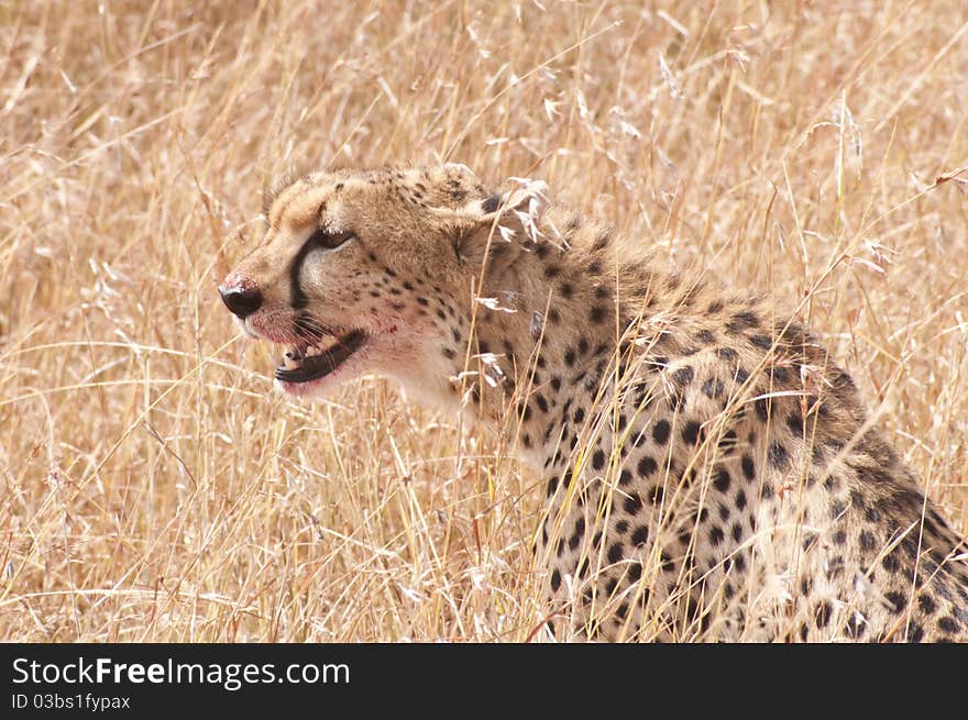 Cheetah in the grass