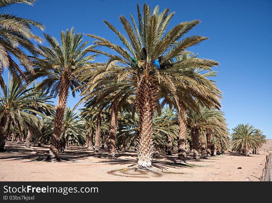The largest date palm agricultural farm in the southern hemisphere in the northern cape south africa. The largest date palm agricultural farm in the southern hemisphere in the northern cape south africa