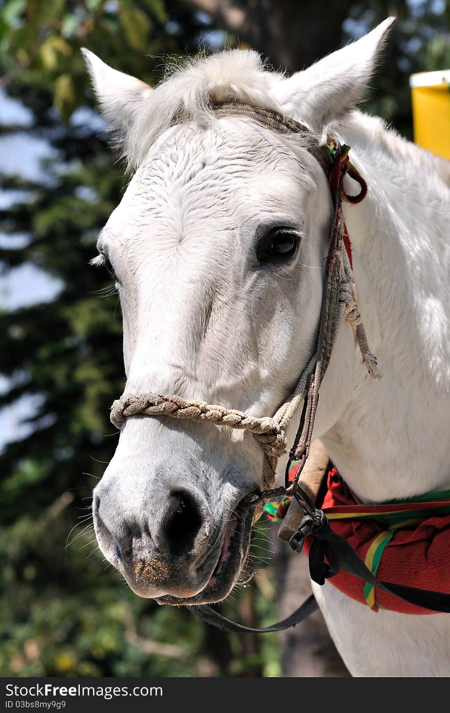 A white farm working horse with harness. A white farm working horse with harness.