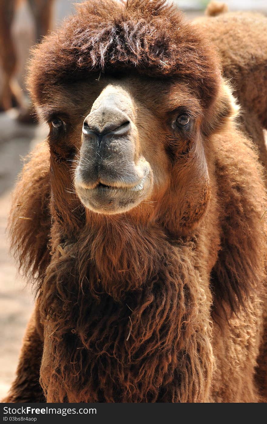 Portrait of a camel, shown detail of head and face part.