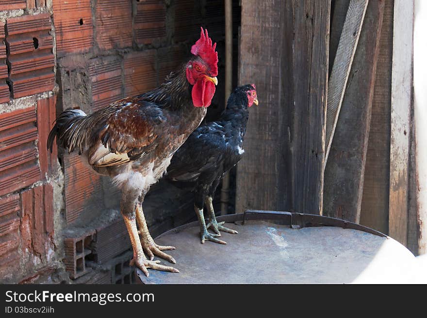 Rooster and hen in the farmyard