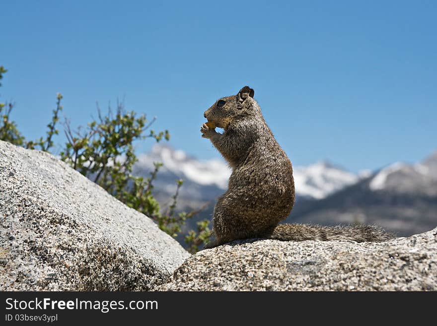 A chipmunk enjoys lunch on the rocks in Yosemite National Park. A chipmunk enjoys lunch on the rocks in Yosemite National Park.