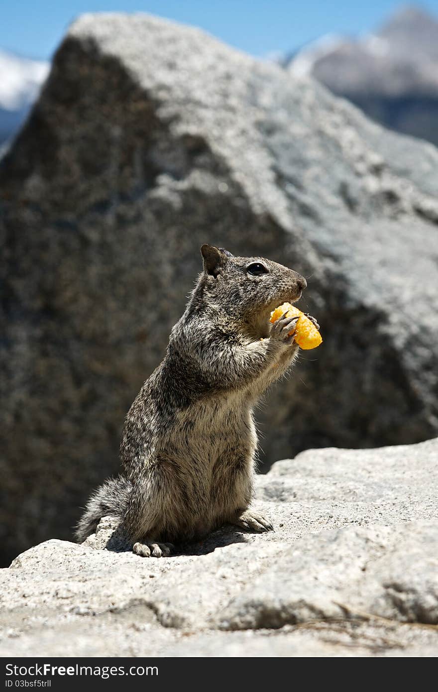 A squirrel in Yosemite National Park enjoys snacking on a cheese puff stolen from the tourists. A squirrel in Yosemite National Park enjoys snacking on a cheese puff stolen from the tourists.