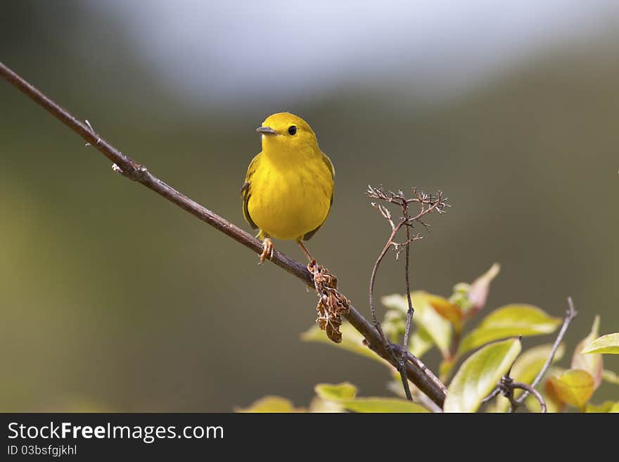 Yellow Warbler