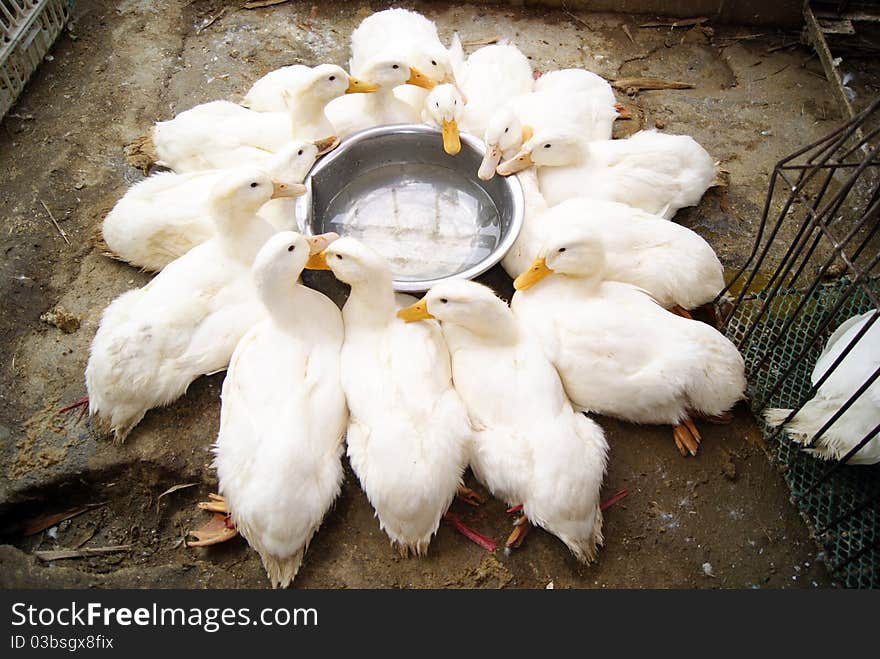 White ducks, together around birdbath before. They are in the rest.