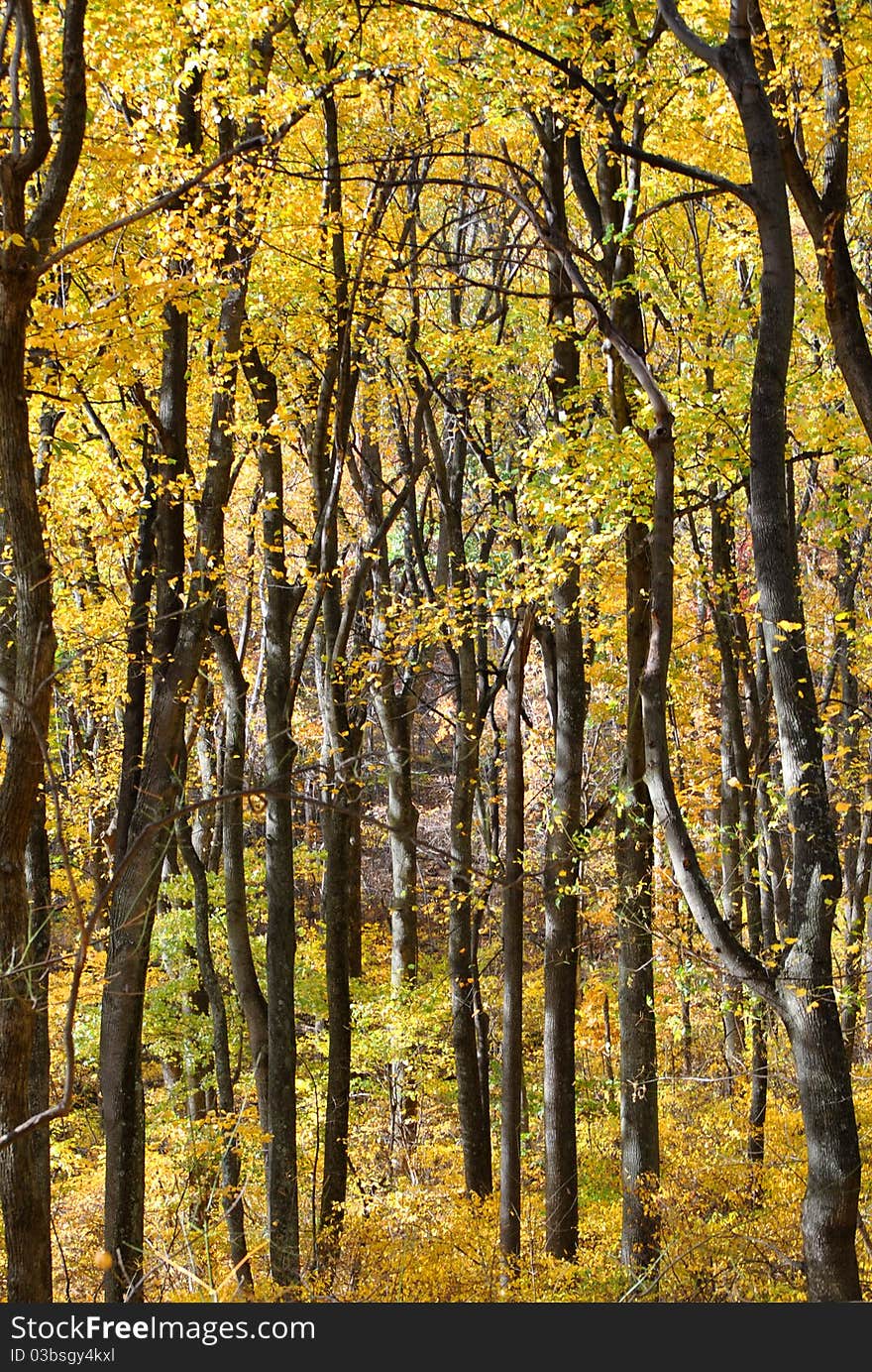 Yellow Foliage In Fall