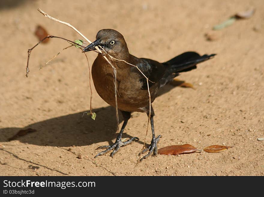 Grackle