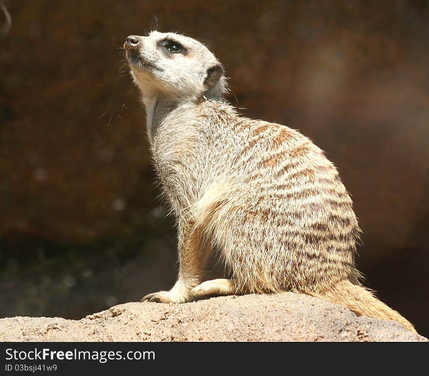 An alert meerkat keeping guard over his gang.