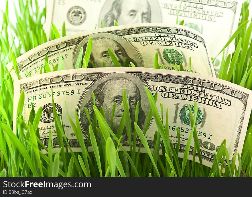 Dollars in the green grass