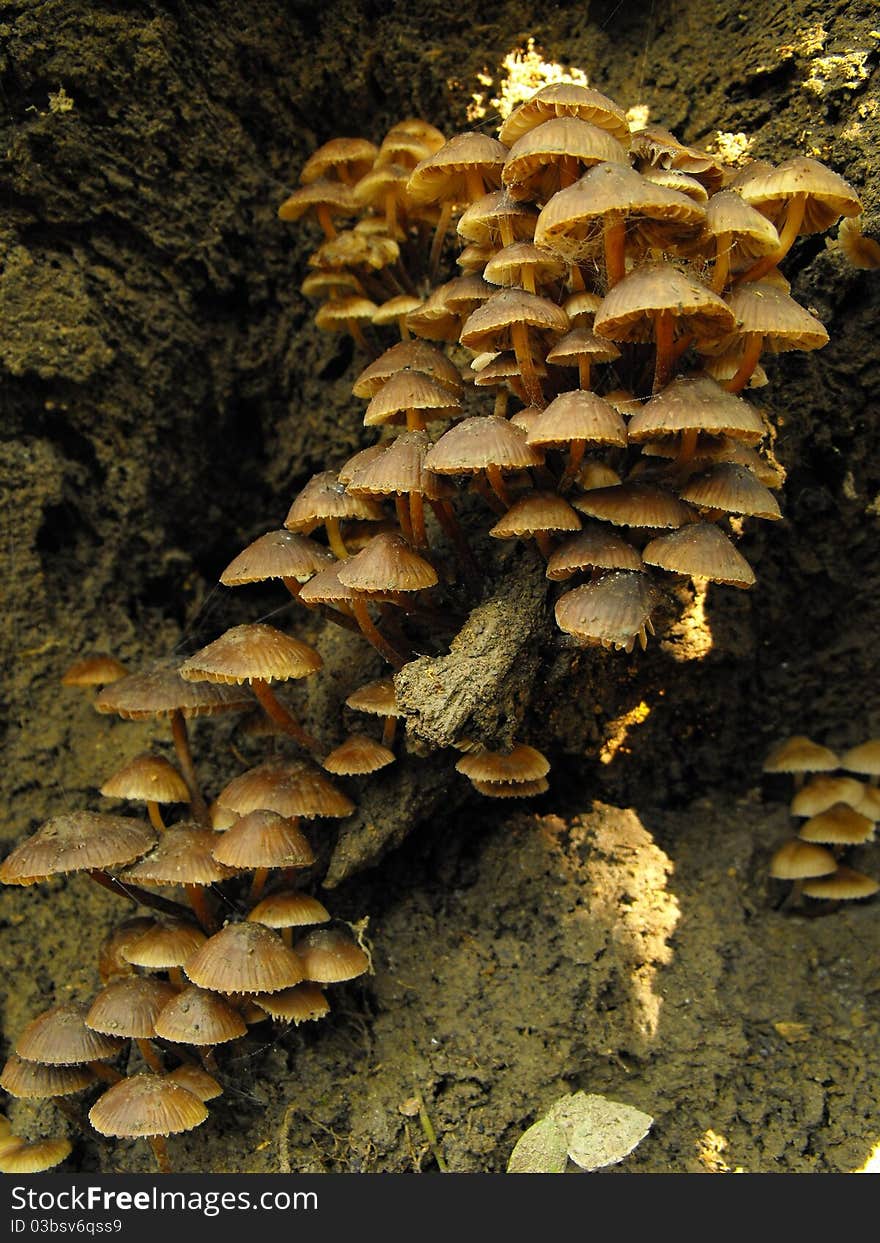 Brown mushrooms in a shady part of the forest