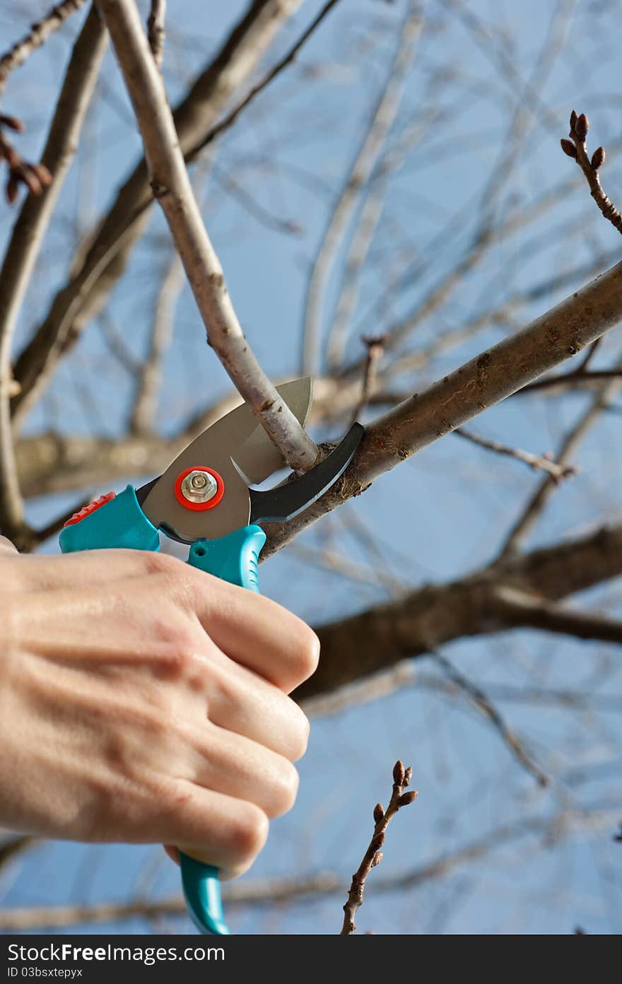 Cutting tree with a pruning shears