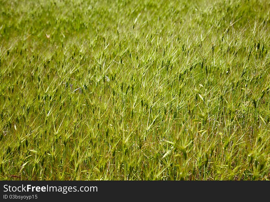 Goat grass meadow in spring time