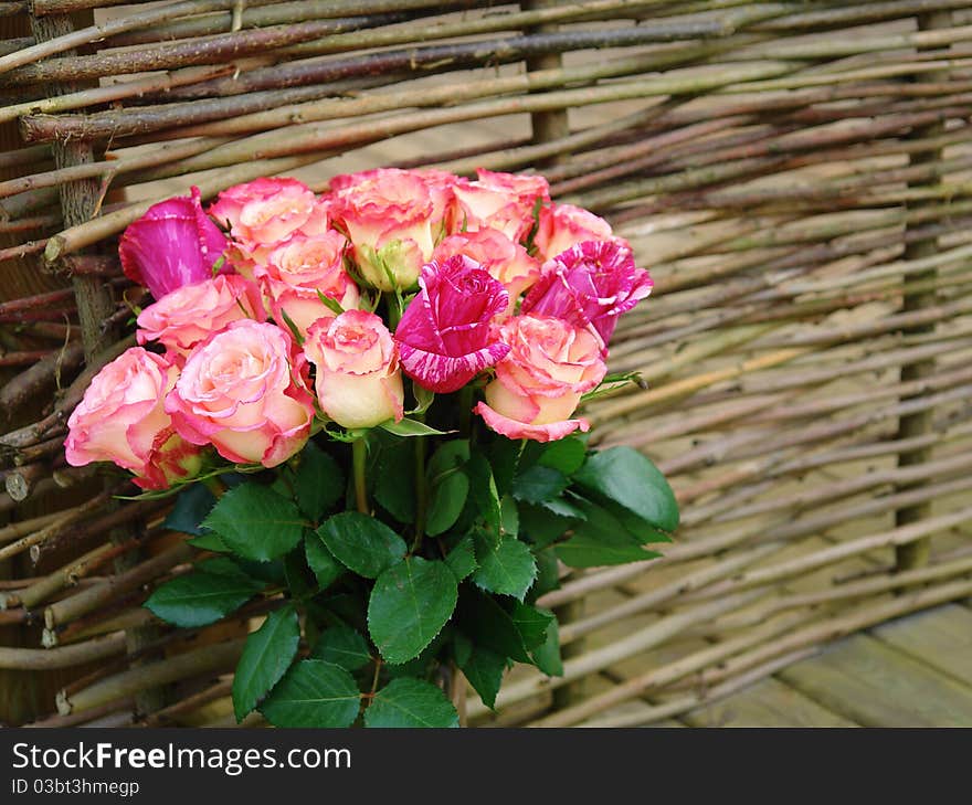 Luxurious bouquet of roses against a background of woven fence. Luxurious bouquet of roses against a background of woven fence