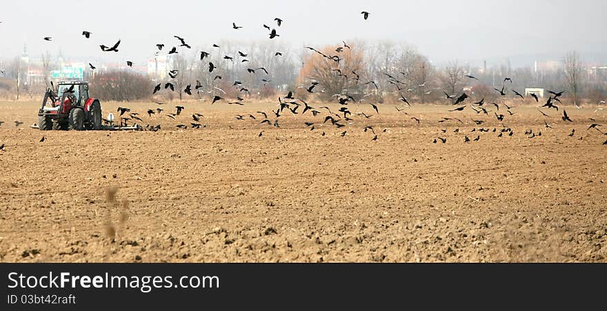 Tractor sown in the field with ravens