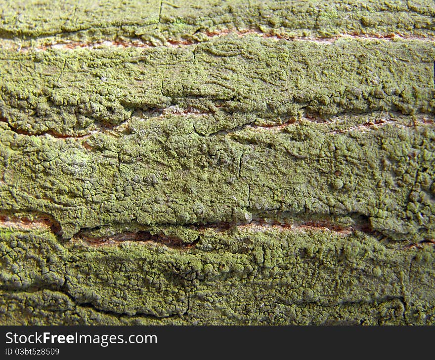 Tree Bark With Green Lichen