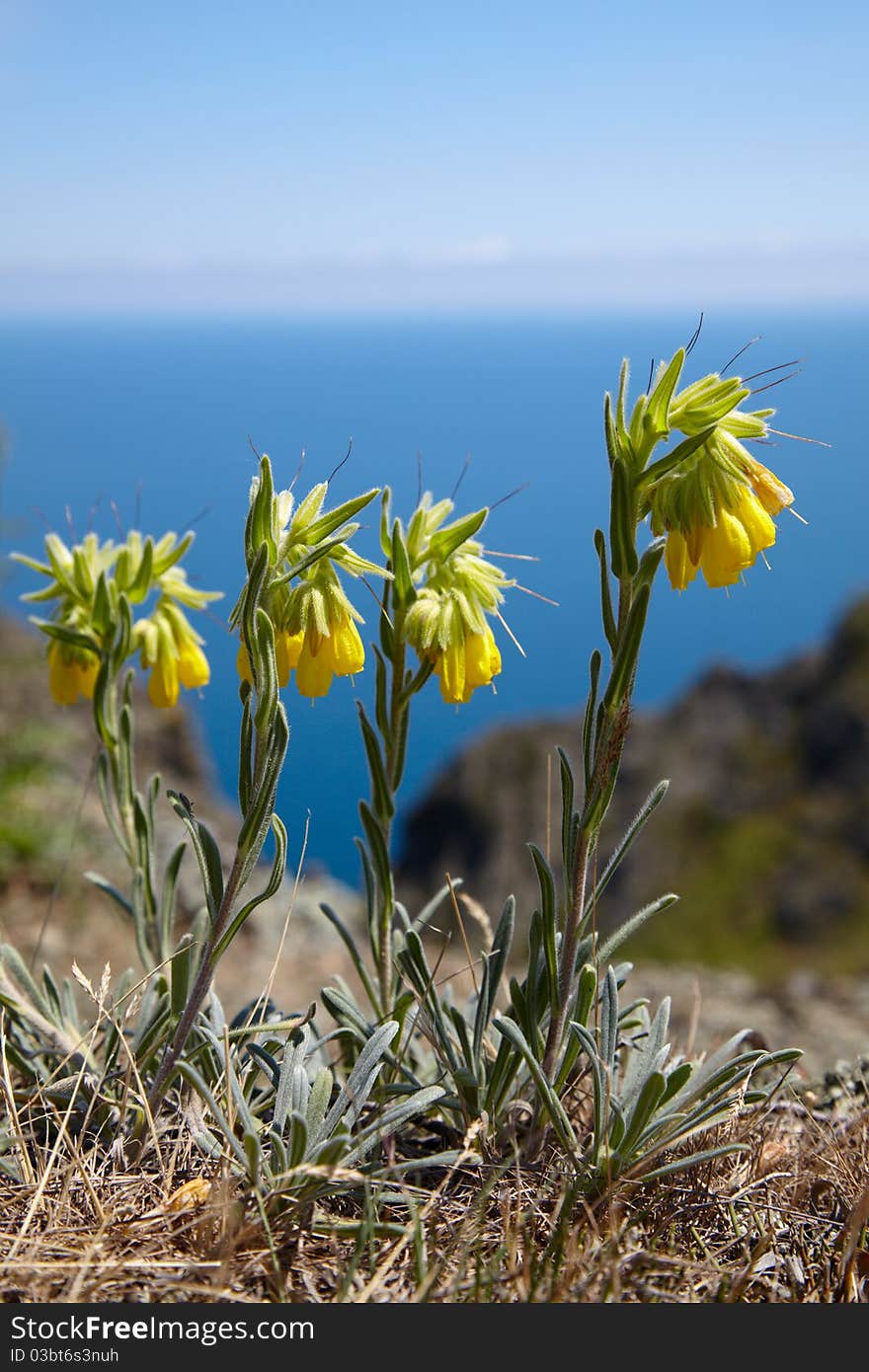 Yellow Flower Near Of The Sea