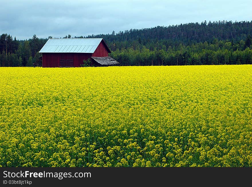 Rape field